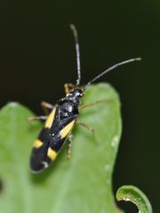 Dryophilocoris flavoquadrimaculatus